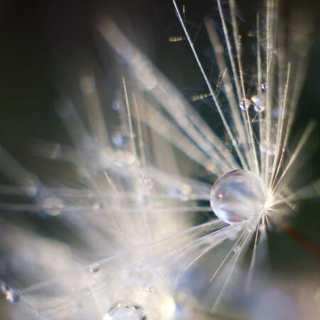 Satsangmiddagen met Emilia